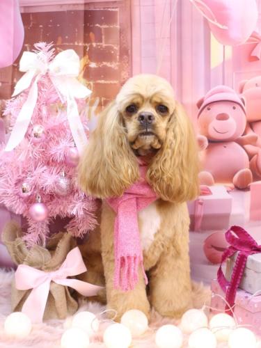 20241210グルートくん